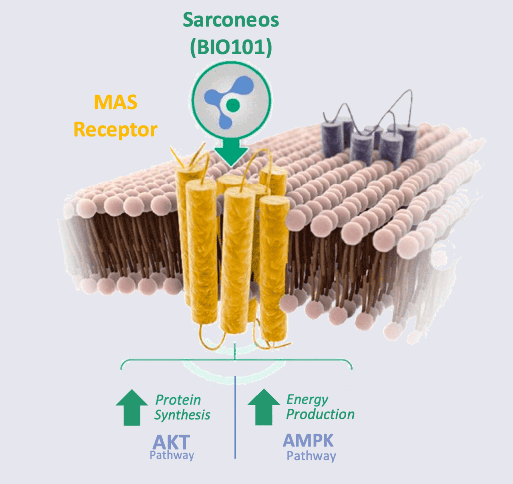 Sarconeos (BIO101) MAS Receptor