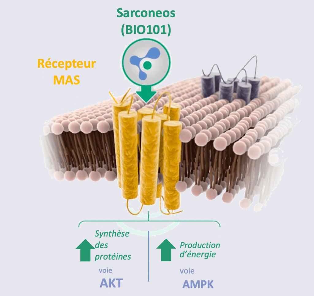 Sarconeos (BIO101) Récepteur MAS