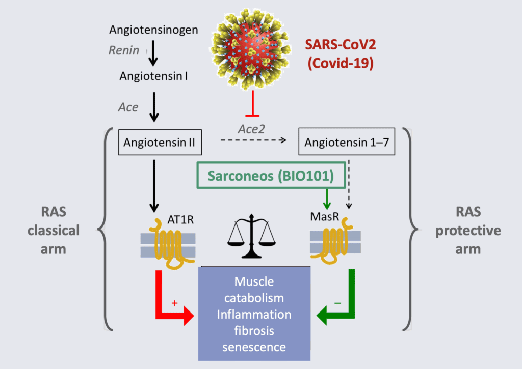 Sarconeos (BIO101) activates the protective arm of the Renin Angiotensin System (RAS) with the potential to stimulate respiratory function in COVID-19 patients