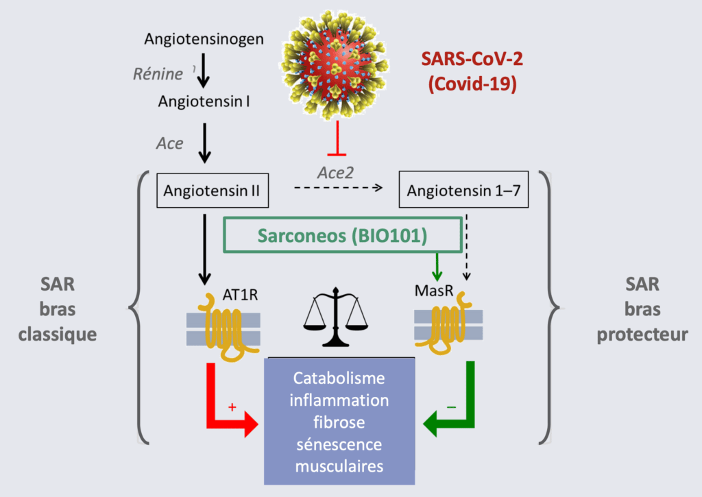 Sarconeos (BIO101) active le bras protecteur du système rénine-angiotensine (SRA), et pourrait stimuler la fonction respiratoire des patients COVID-19